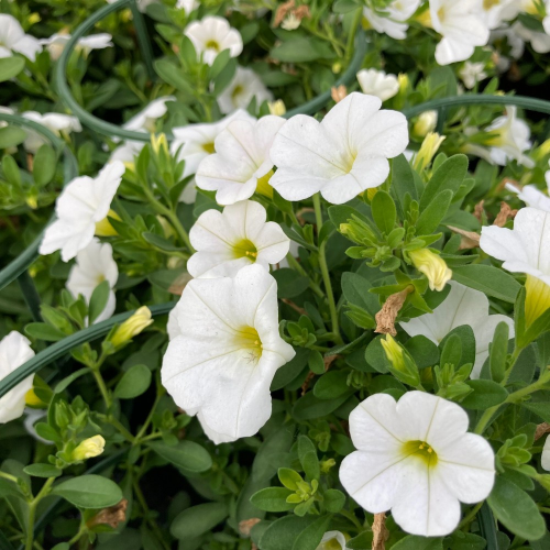 Calibrachoa Coloris aux Choix pot de 10cm