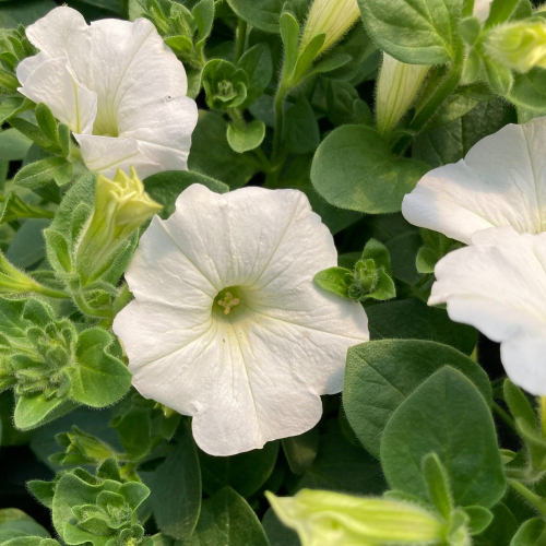 Petunia Surfinia Coloris aux Choix Pot de 10cm