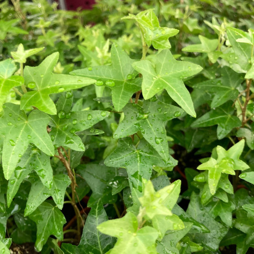 Lierre Hedera Hélix Jacobine - Pot De 8,5 Cm