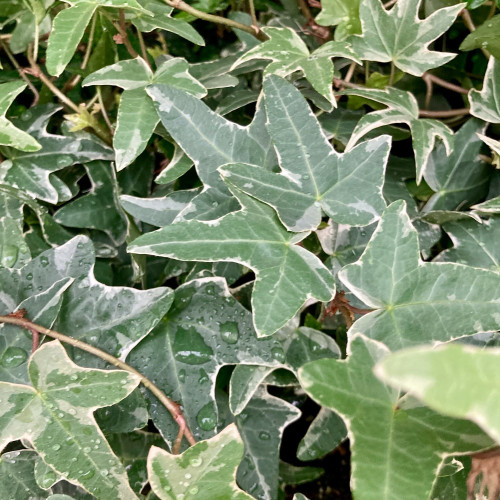 Lierre Hedera Helix Blanc Merveille - Pot De 13 Cm