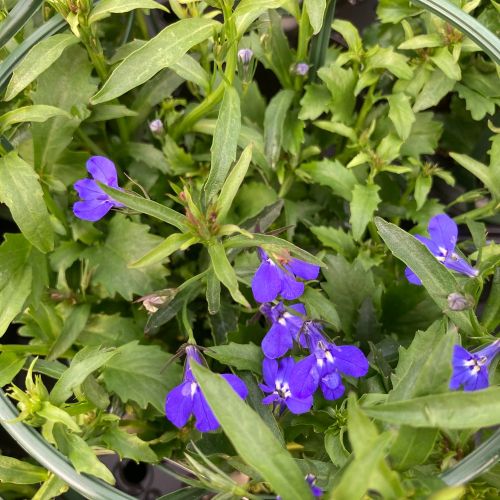 Lobelia Laguna Retombant Trailing Dark Blue