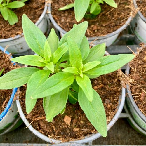 Antirrhinum Fruit Salad Apricot