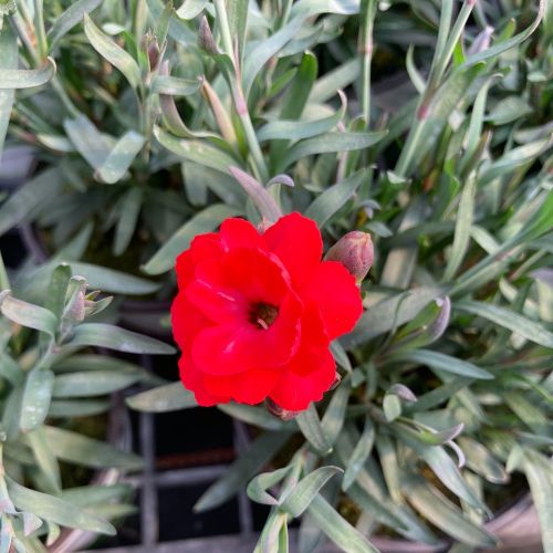 Dianthus Sunflor Vulcano