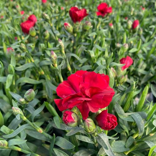 Dianthus Passion Pbr