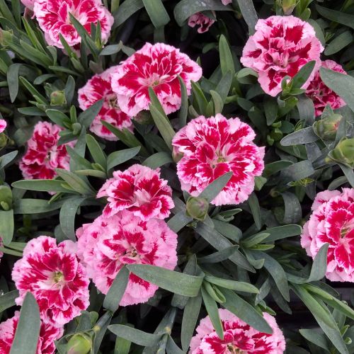 Dianthus Sunflor Esta