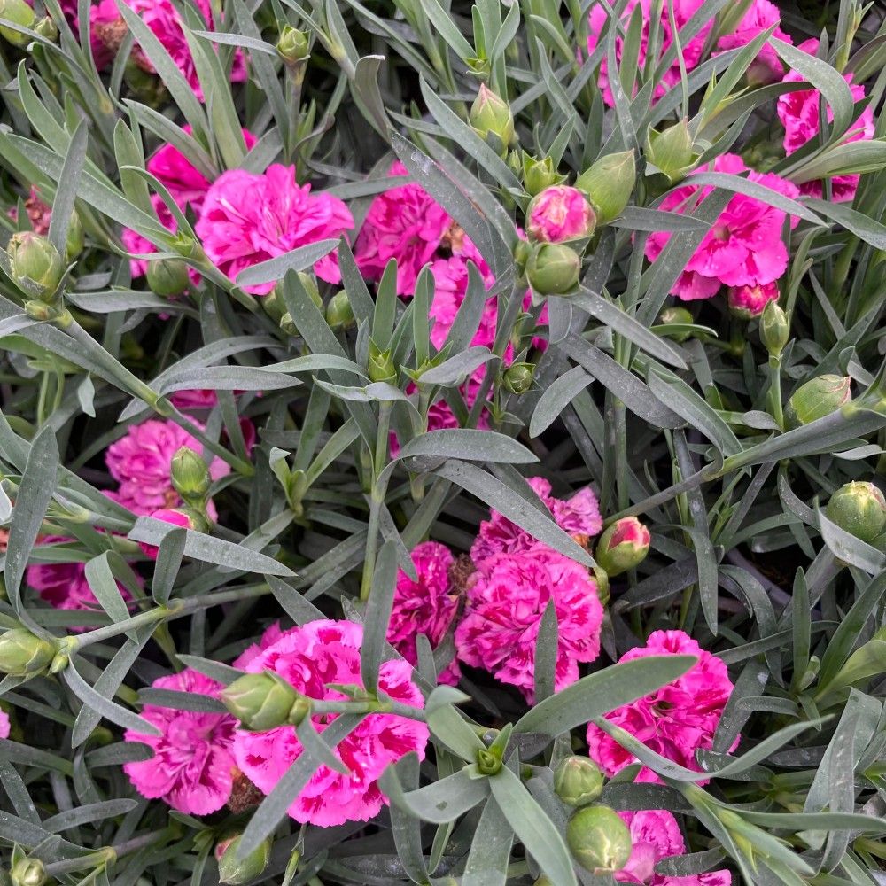 Dianthus Sunflor Faganza