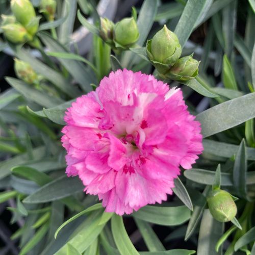 Dianthus Sunflor Faganza