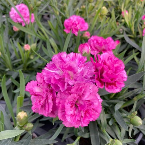 oeillet Dianthus roselly purple