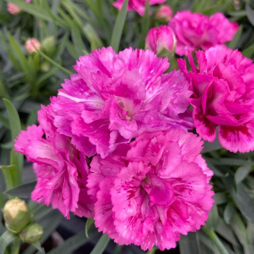 oeillet Dianthus roselly purple