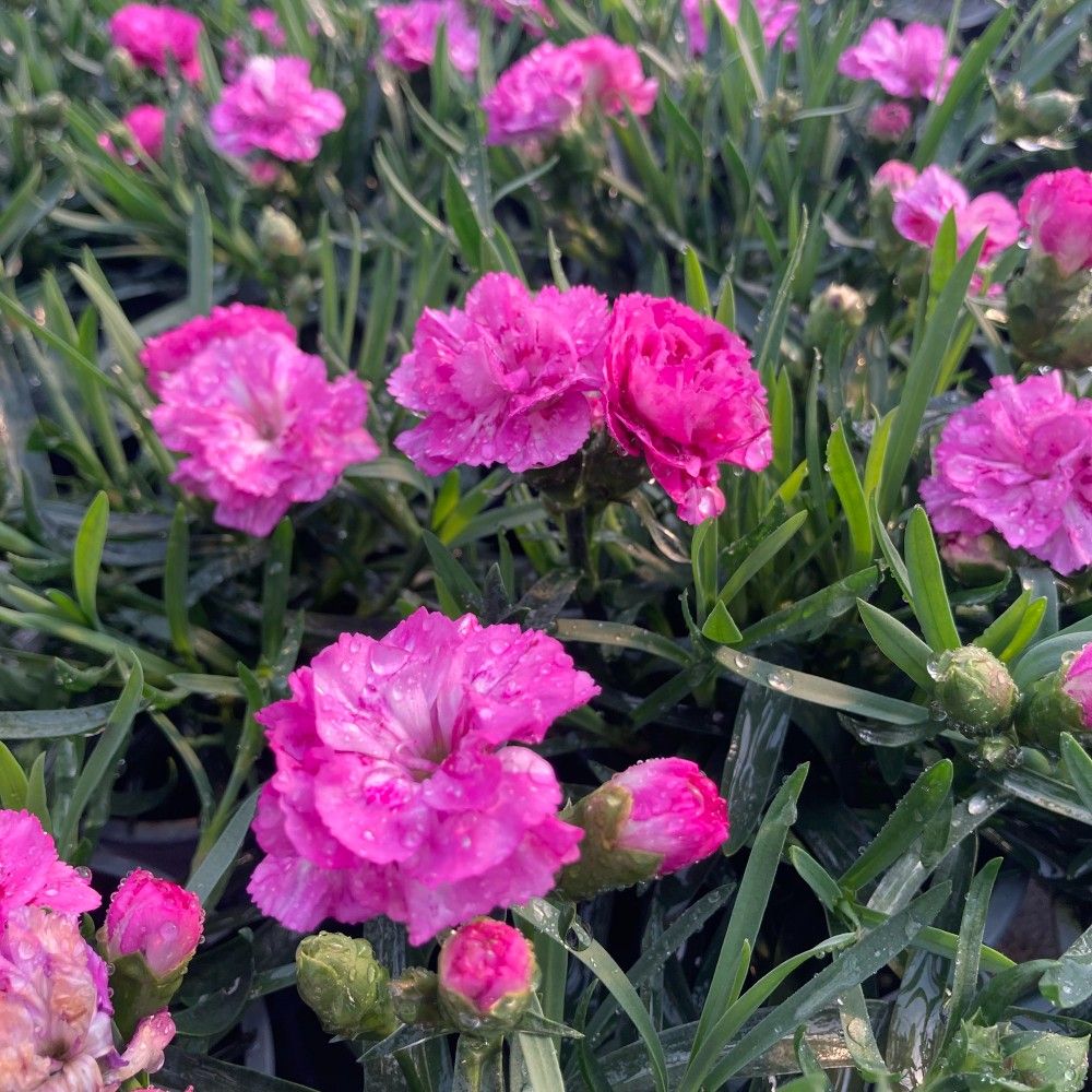 oeillet Dianthus roselly purple