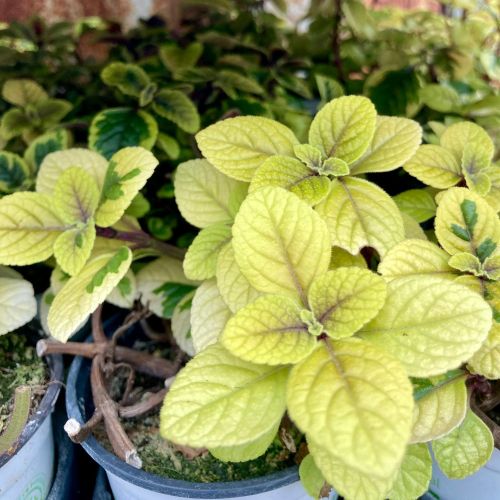 Plectranthus Sasha