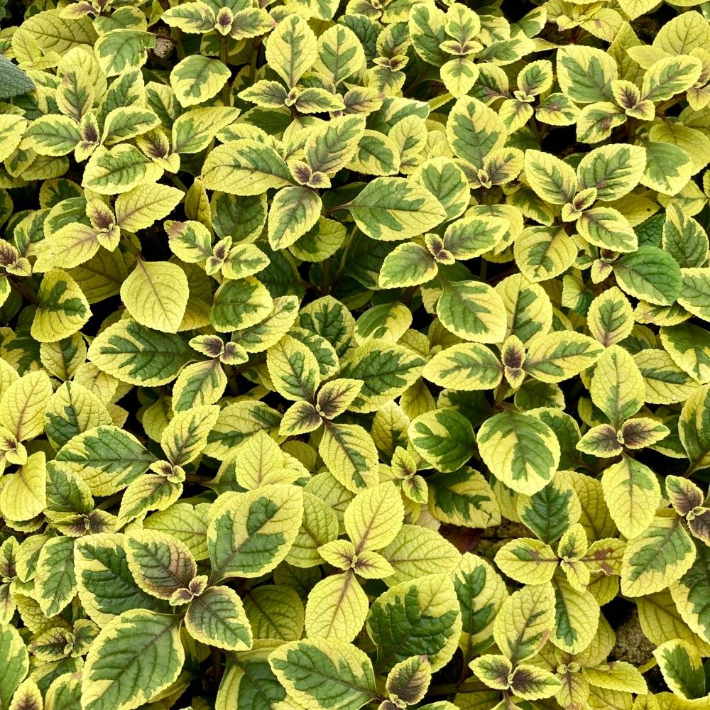Plectranthus Ciliatus Easy Gold