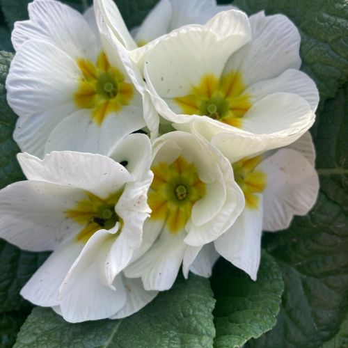 Primula Rambo Late Mix Blanc