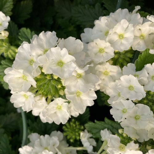 Verbena Blues Lime White