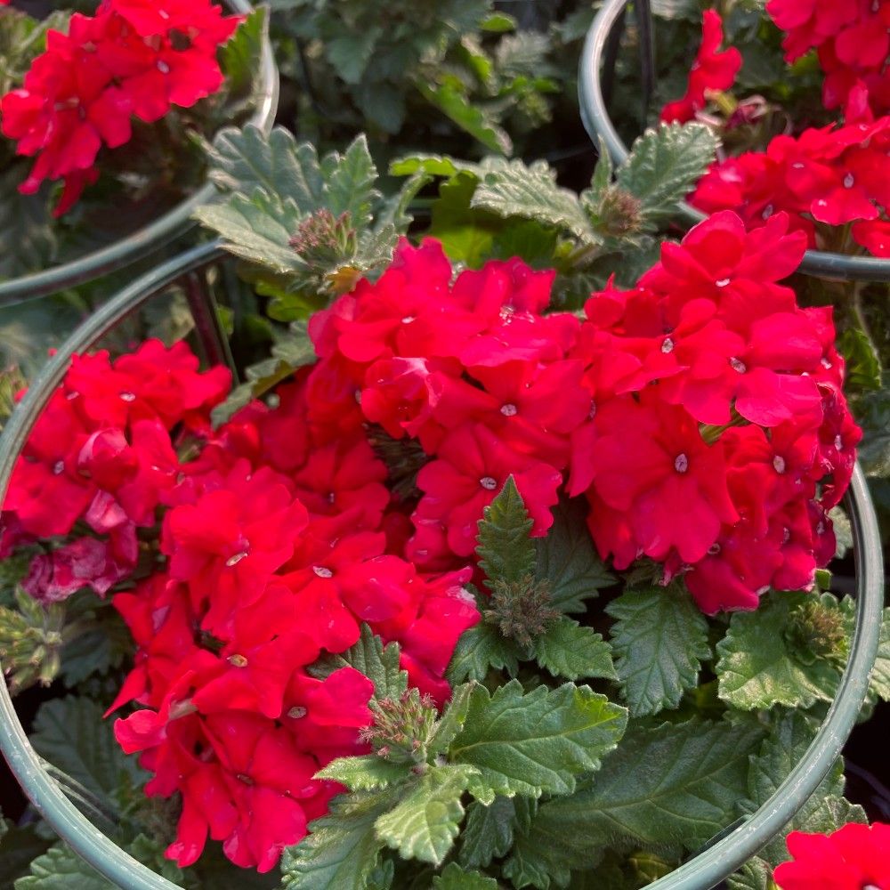 Verveine Hybrida Lanai Magelana Deep Red
