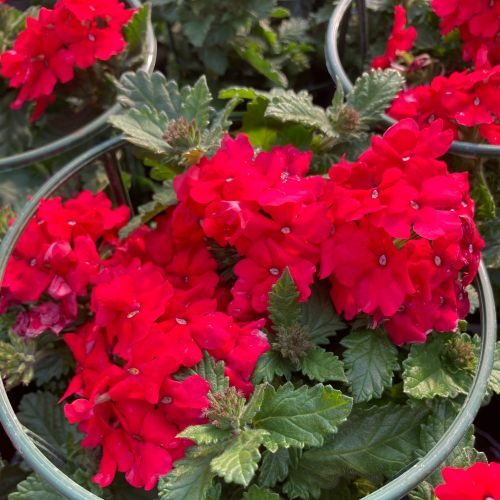Verveine Hybrida Lanai Magelana Deep Red