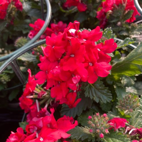 Verveine Hybrida Lanai Magelana Deep Red