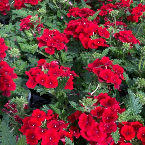 Verbena Retombant Lanai Raspberry