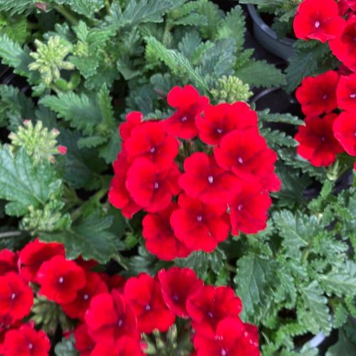 Verbena Retombant Lanai Raspberry