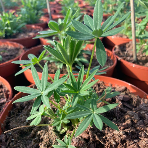 Lupin Polyphyllus Lipini White