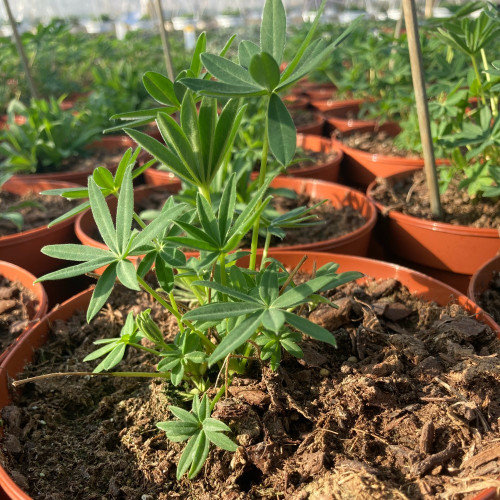 Lupin Polyphyllus Lipini White