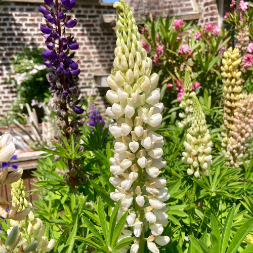 Lupin Polyphyllus Lipini White