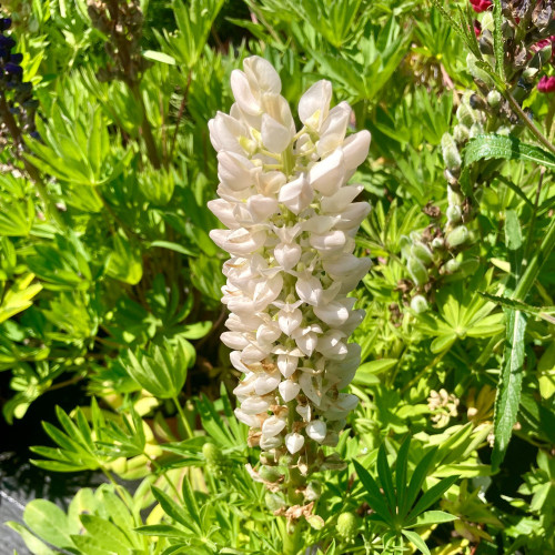 Lupin Polyphyllus Lipini White