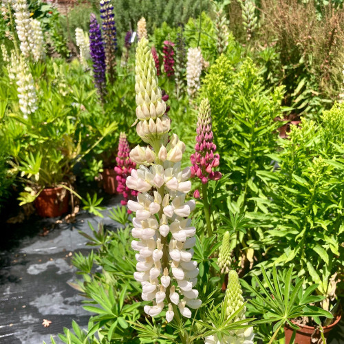 Lupin Polyphyllus Lipini White