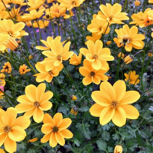 Bidens Golden Empire Jaune