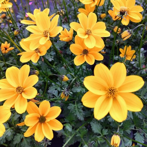 Bidens Golden Empire Jaune