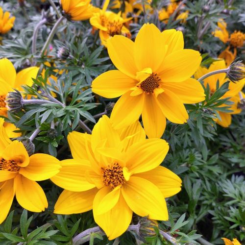 Bidens Golden Empire Jaune