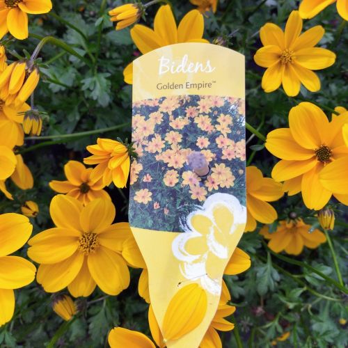 Bidens Golden Empire Jaune