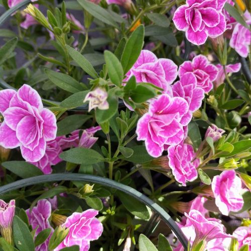 Calibrachoa Superbells Double Sweet Love