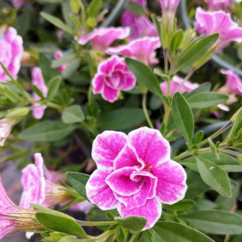 Calibrachoa Superbells Double Sweet Love