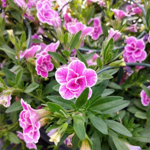 Calibrachoa Superbells Double Sweet Love