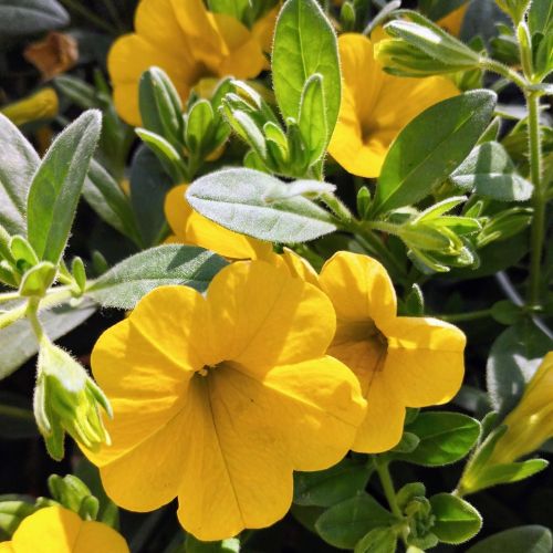 Calibrachoa Callie Hybrida Deep Yellow