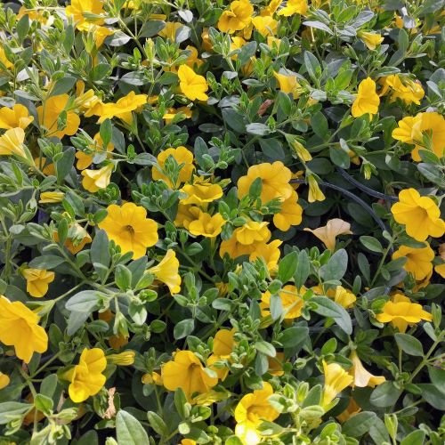 Calibrachoa Callie Hybrida Deep Yellow