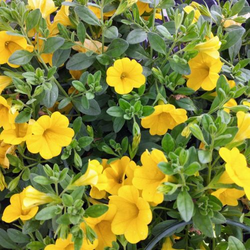 Calibrachoa Callie Hybrida Deep Yellow