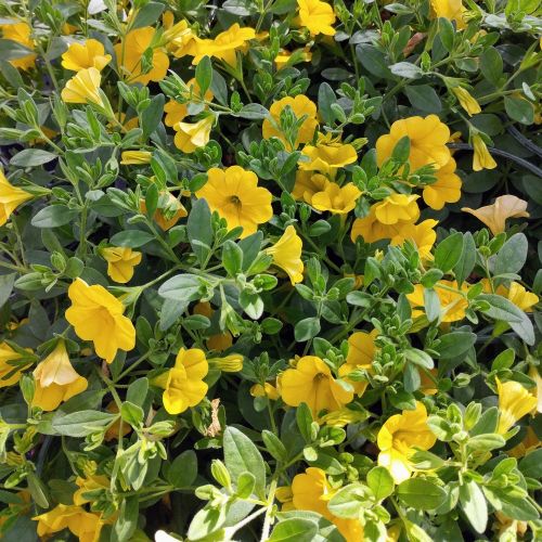 Calibrachoa Callie Hybrida Deep Yellow