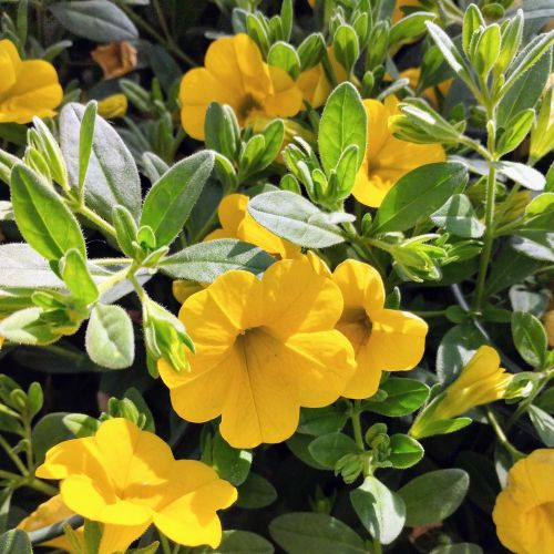 Calibrachoa Callie Hybrida Deep Yellow