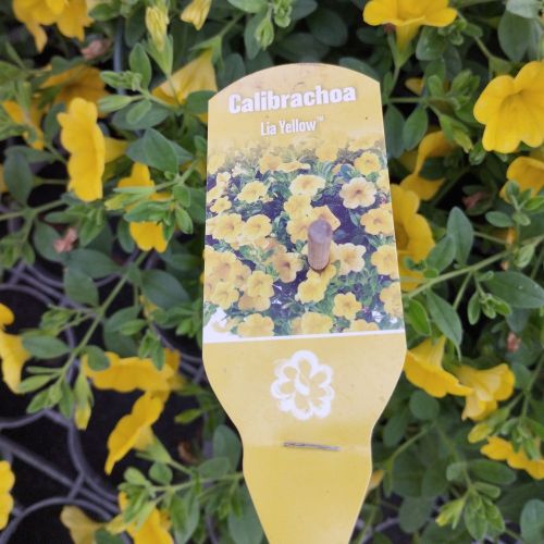 Calibrachoa Callie Hybrida Deep Yellow