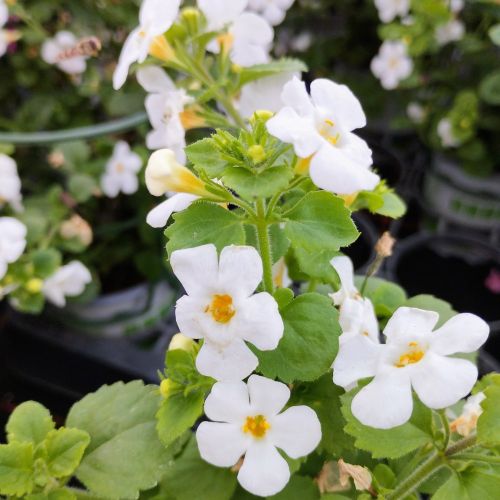 Bacopa Gulliver Dynamic White