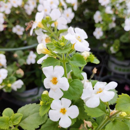 Bacopa Gulliver Dynamic White