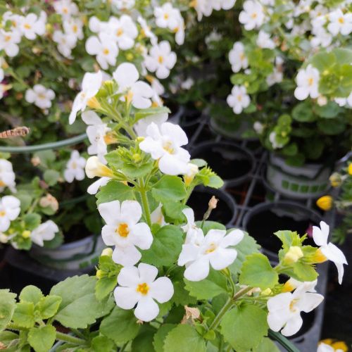 Bacopa Gulliver Dynamic White