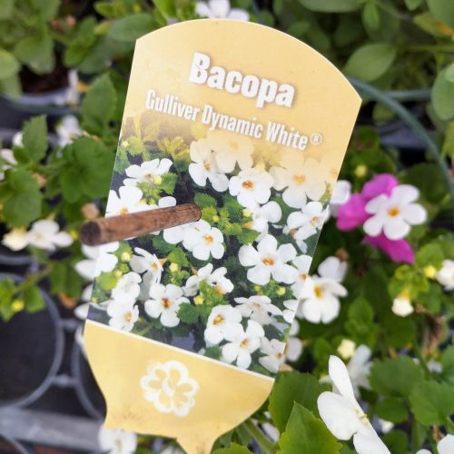 Bacopa Gulliver Dynamic White