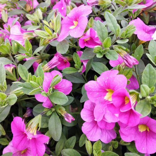 Calibrachoa Deep Pink