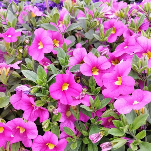 Calibrachoa Deep Pink