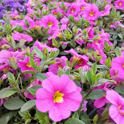 Calibrachoa Deep Pink