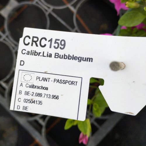 Calibrachoa Deep Pink