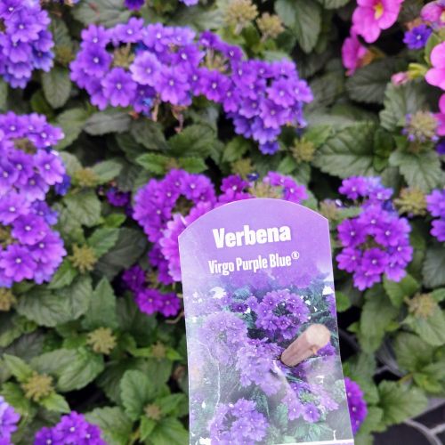 Verveine Retombante Lanai Royal Purple Eye